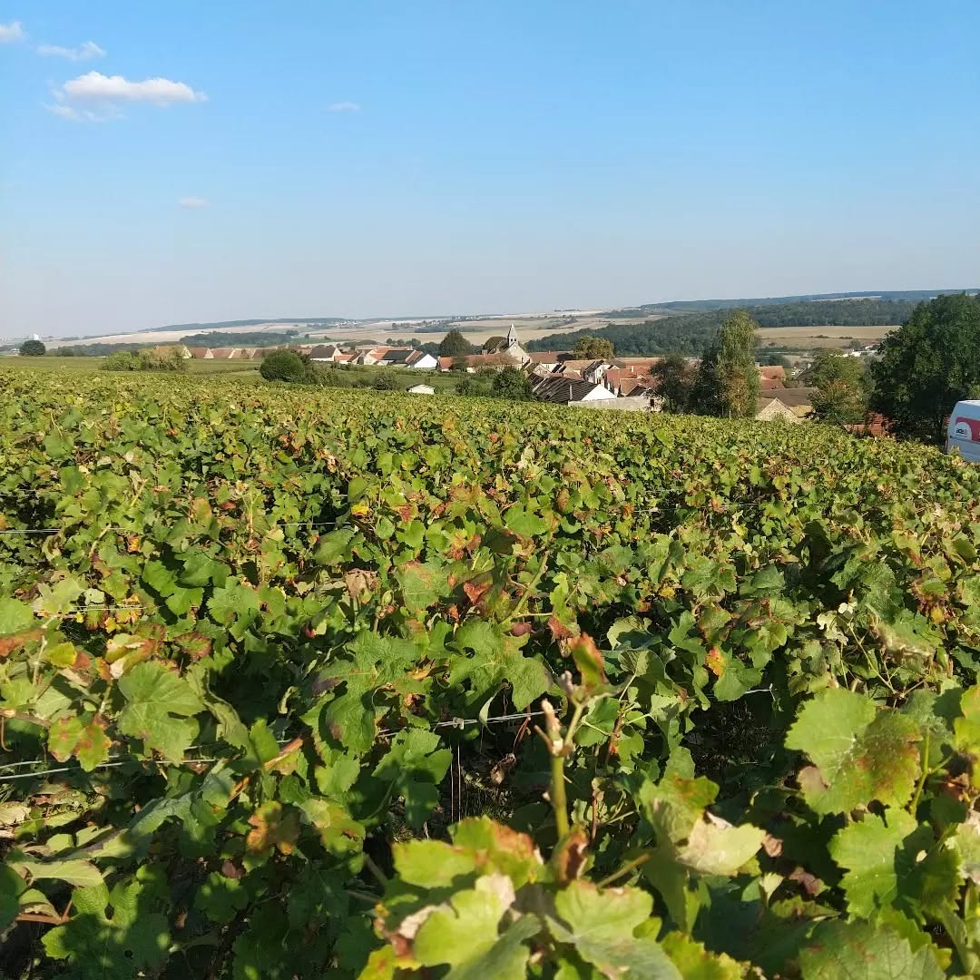 Champagne Jean-Michel Pelletier - Une histoire, une passion...